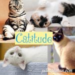 Show me your #catitude