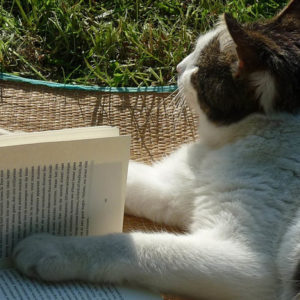 Reader Kitties