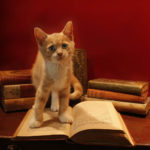 A Psychic with Catitude and other New Releases