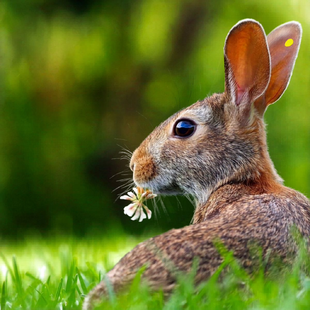 Hoppy Easter Reading