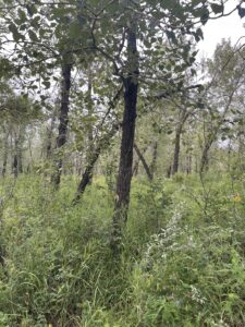 Riverside habitat at Beaver Dam Flats in Calgary.