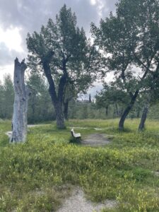 Trail and vegetation in Beaver Dam Flats near Refinery Park.