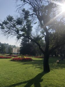 Trees and recreation space in Riley Park.