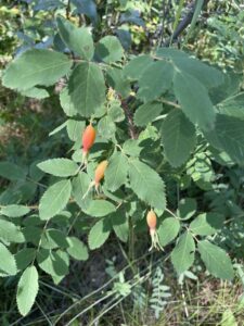 rose hips at griffiths wood
